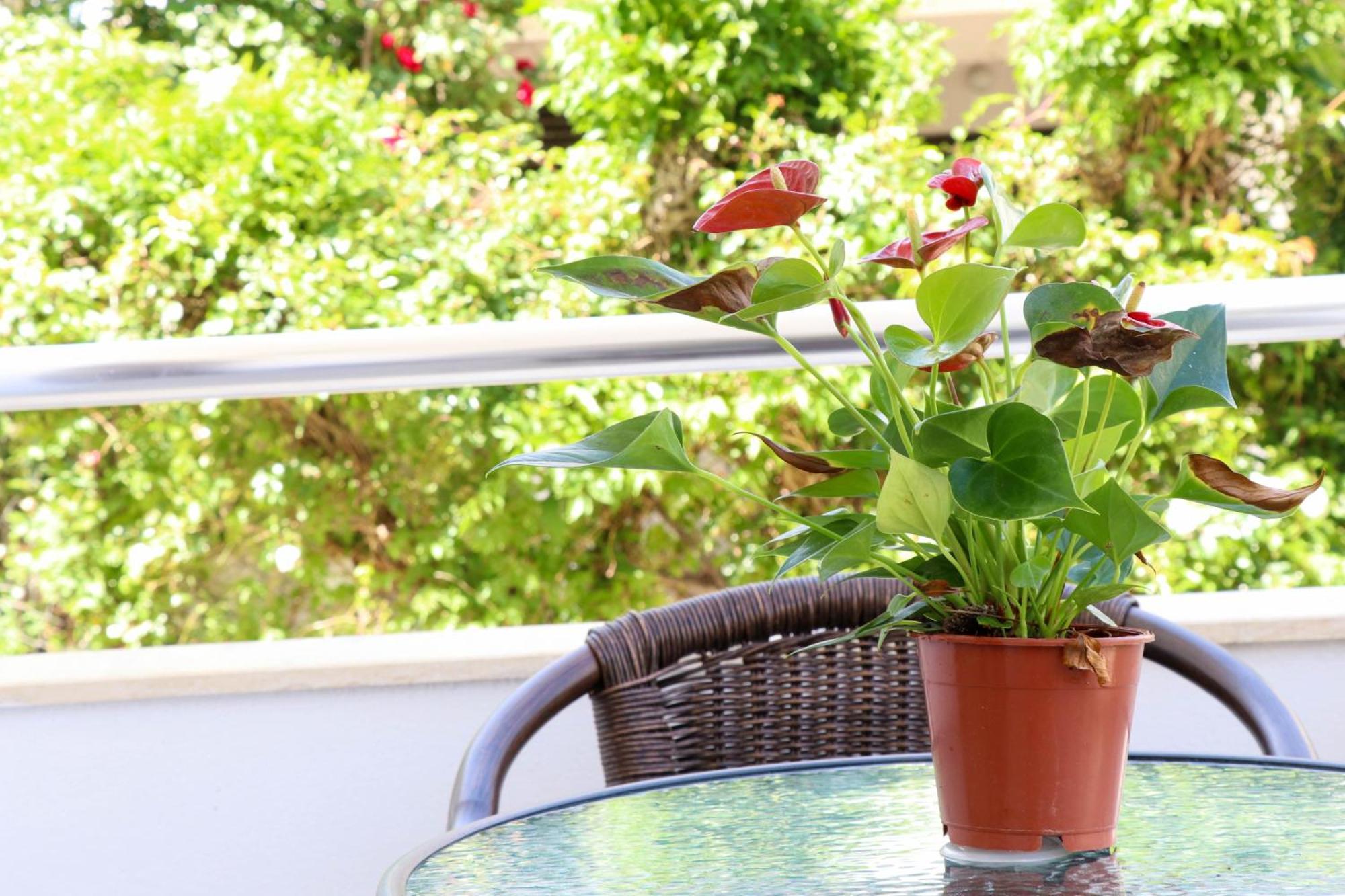 B&B Lovac Hasa 2 Ulcinj Rum bild